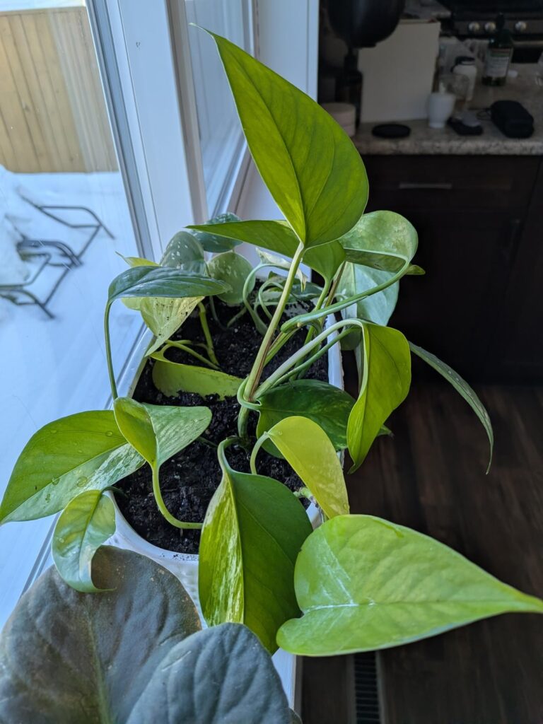 Finally planted my new multi pot