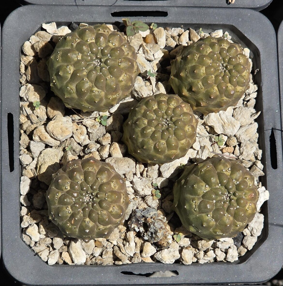 Euphorbia gymnocalycioides