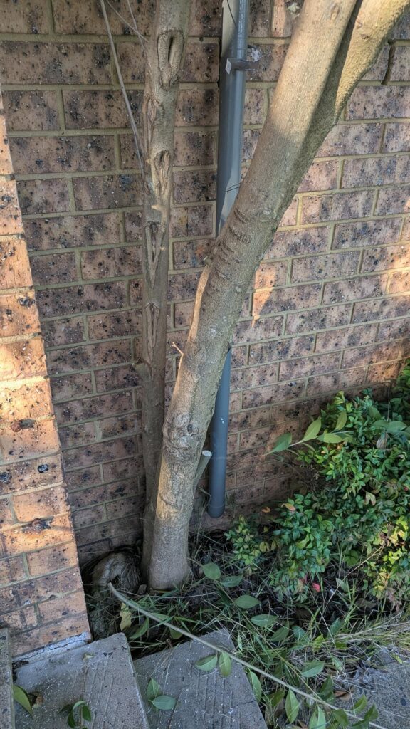 Do we need to do anything about the tree against the wall?