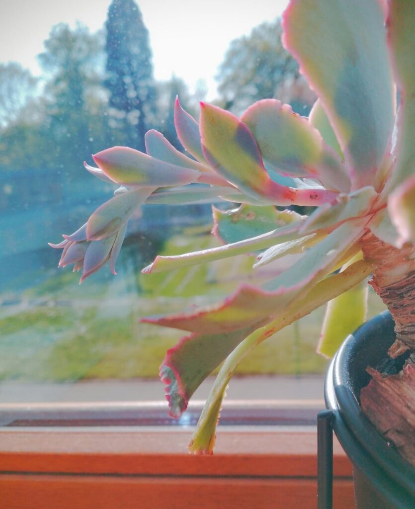 I love when the light pass through