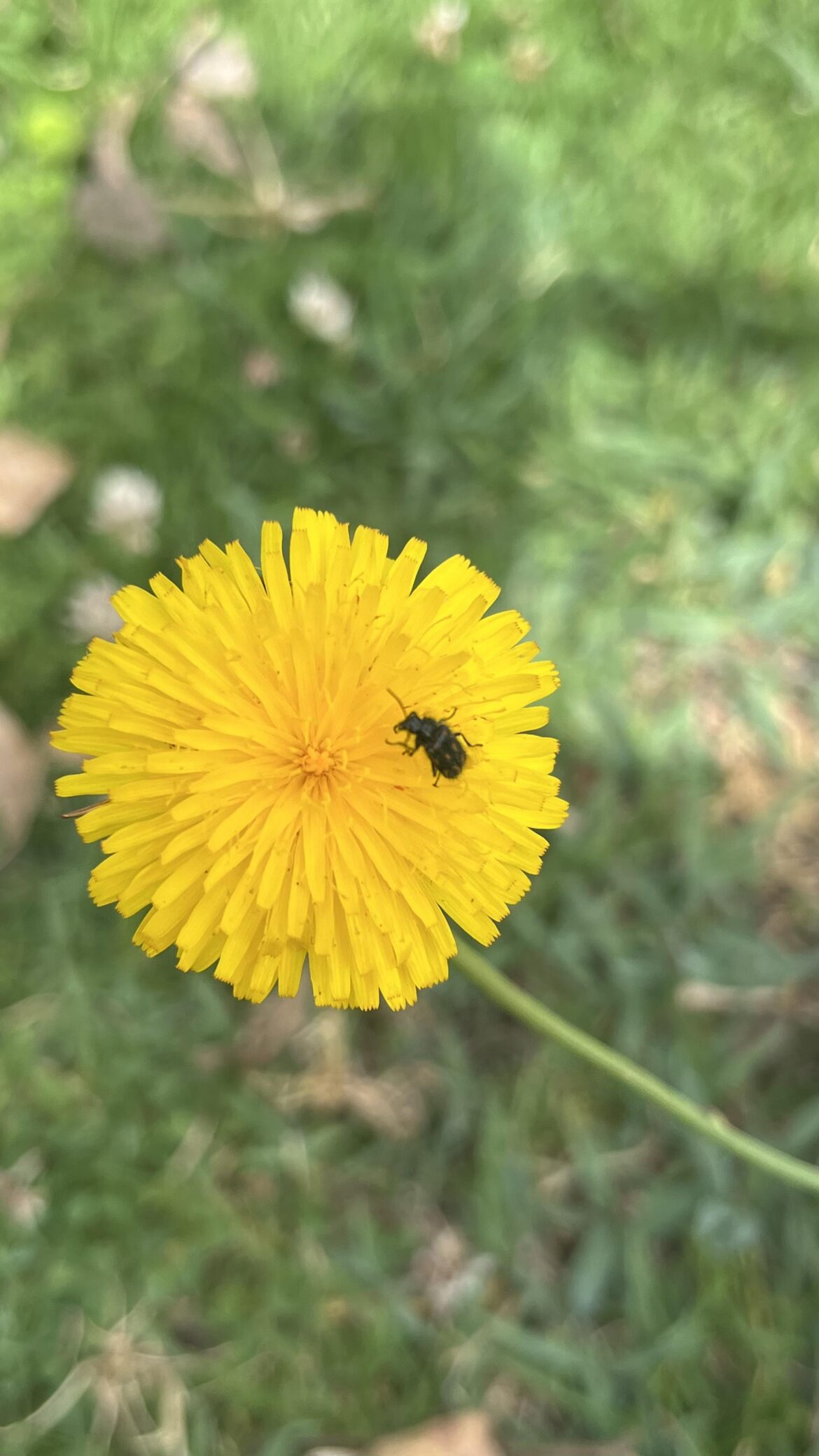 Amarillo hoy
