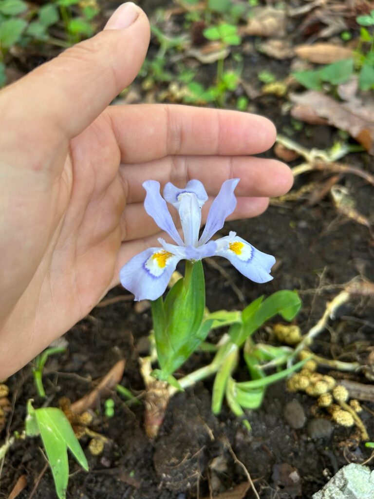 Dwarf Crested Iris update: BLOOM CITY