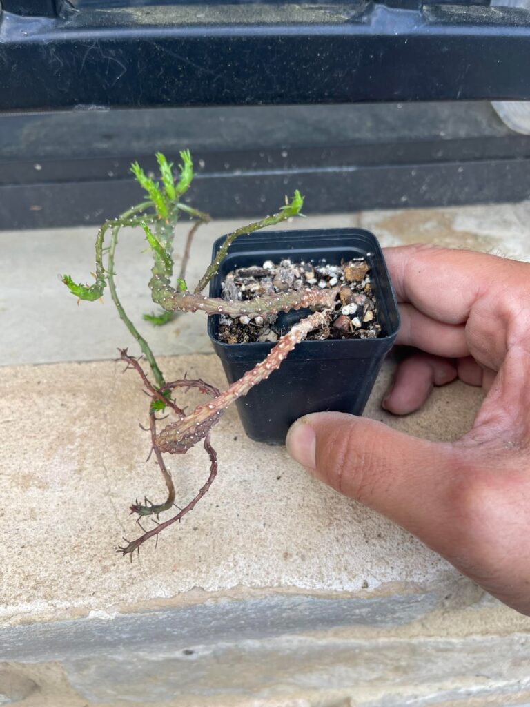 Looking for id