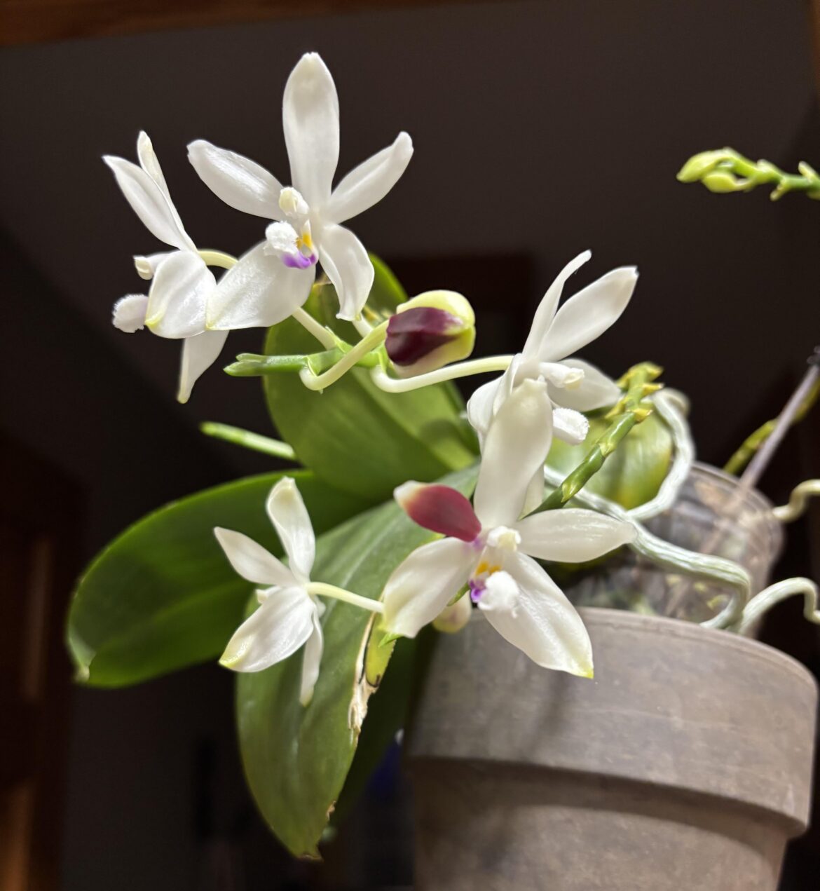 My dad has an interesting orchid