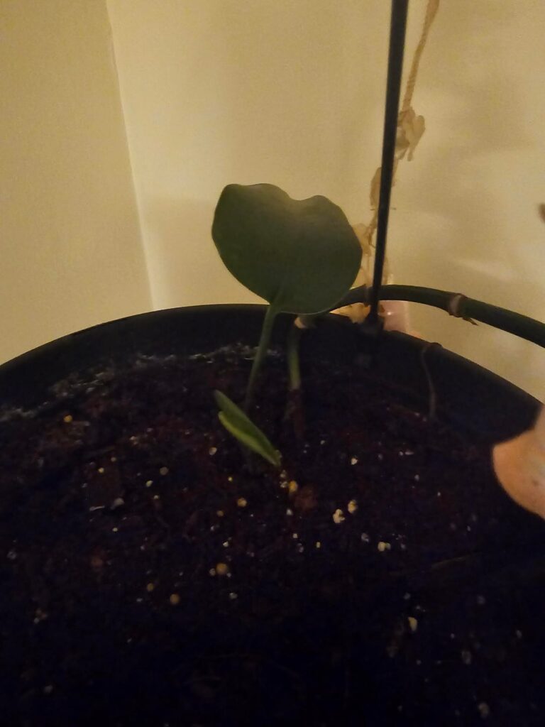 new to plants and rescuing