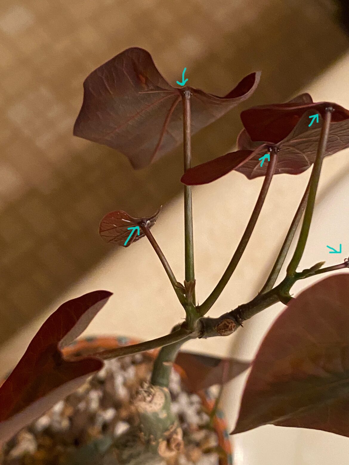 Why is my Adenia stylosa putting out exactly two drops of liquid where each leaf and petiole meet?