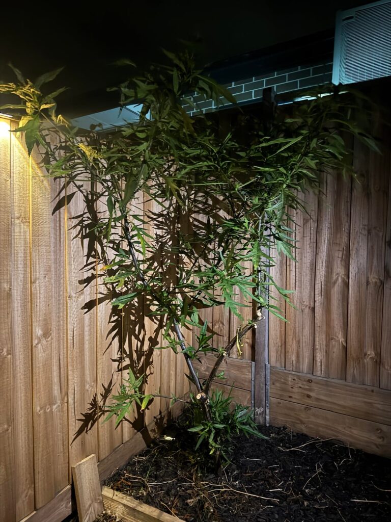What is this weed? What is this weed?