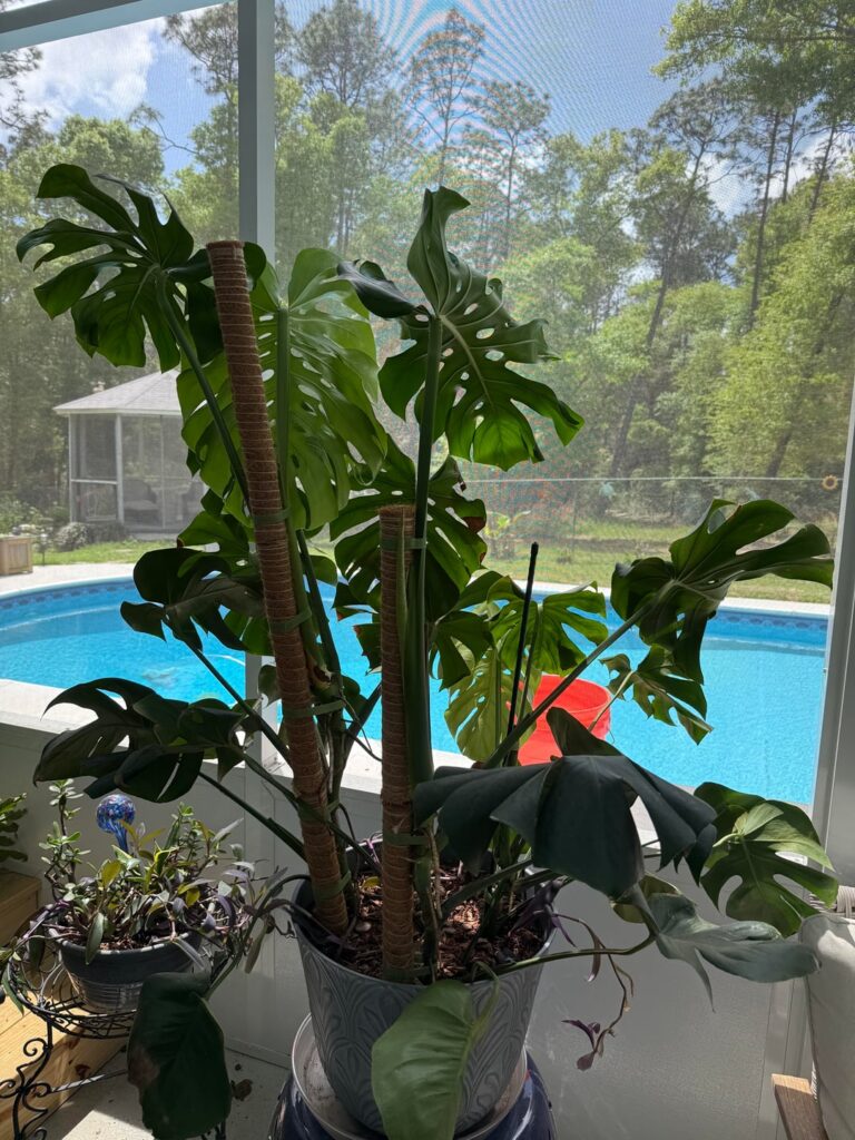 Year two of being a Monstera Dad