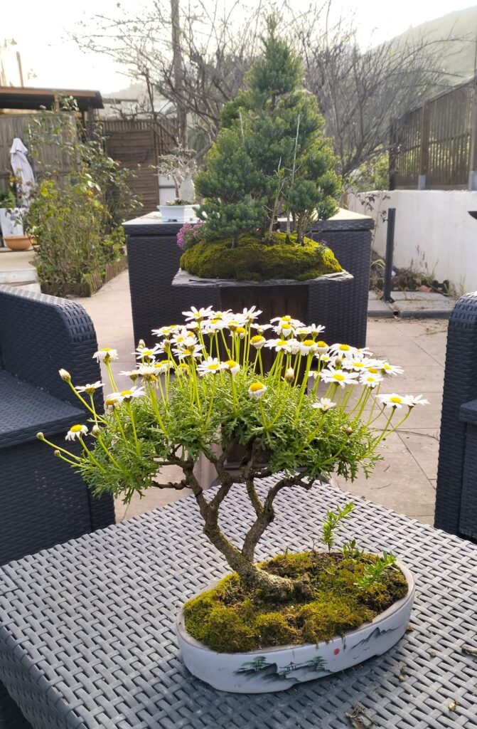 Marguerite bonsai