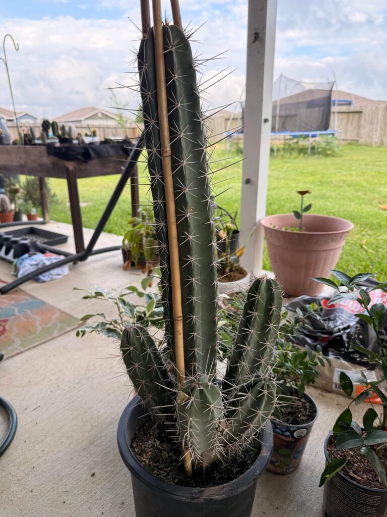 Happy Birthday from my wife
