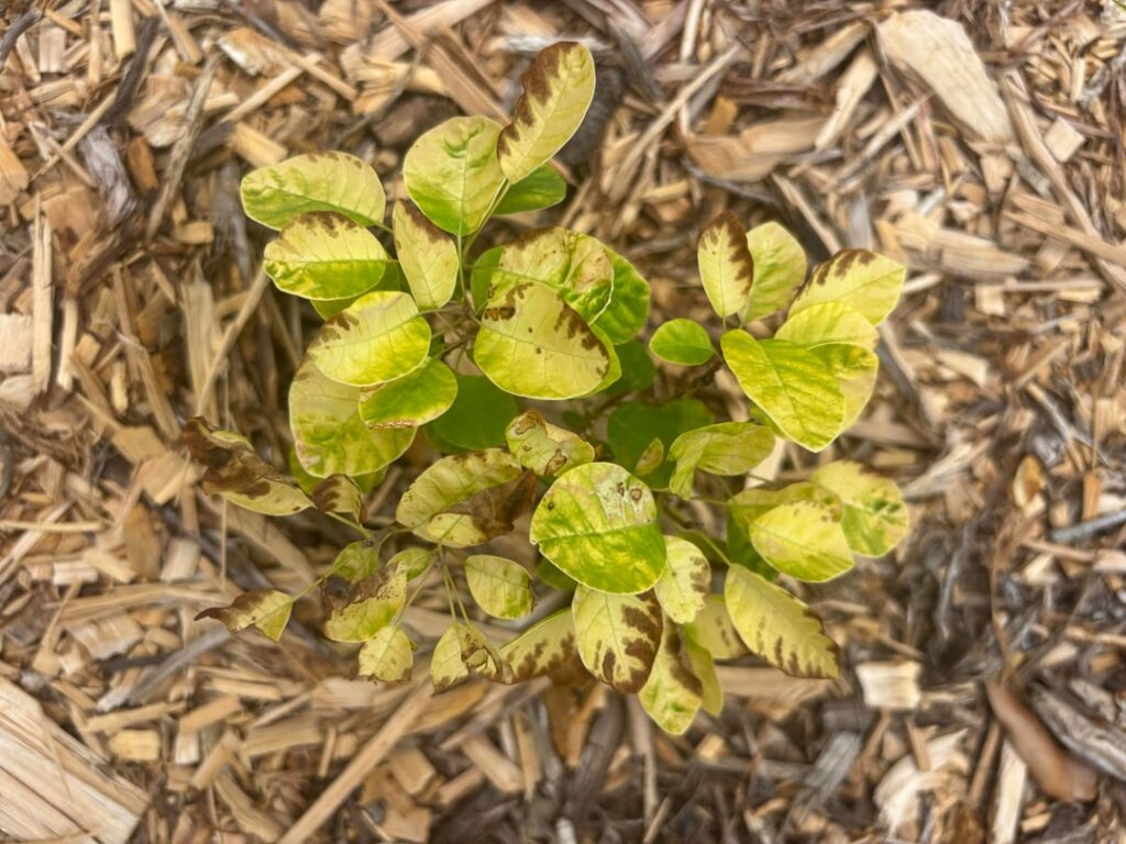 Gold Smokebush Browning Gold Smokebush Browning