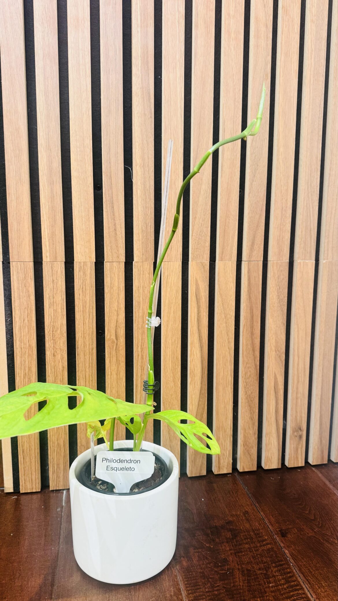 Plant ID please Plant ID please