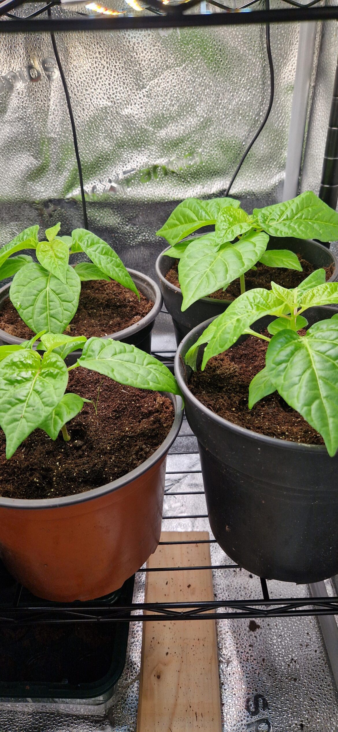 Pepper growth