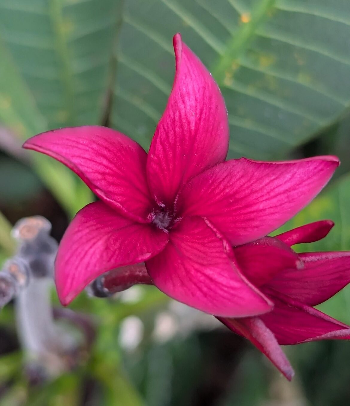Today's plumeria flower from my garden