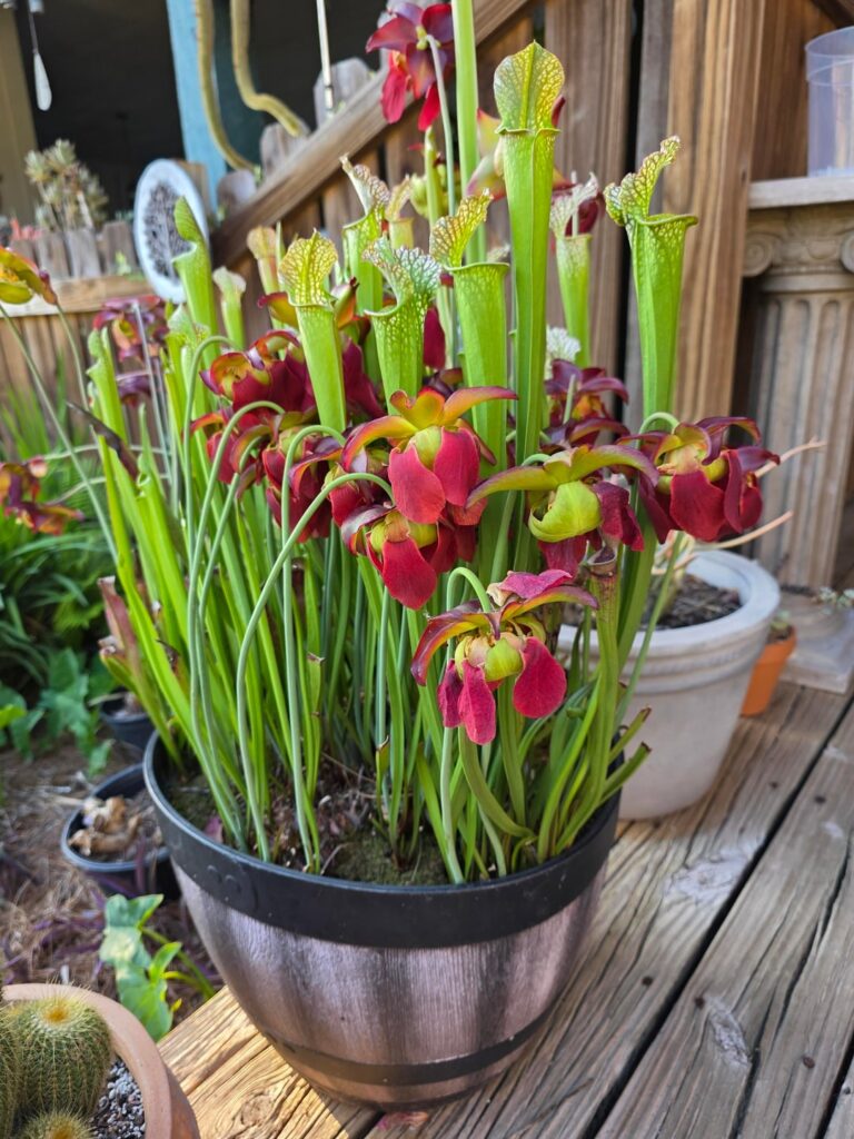 Sarracenia put out a couple flowers