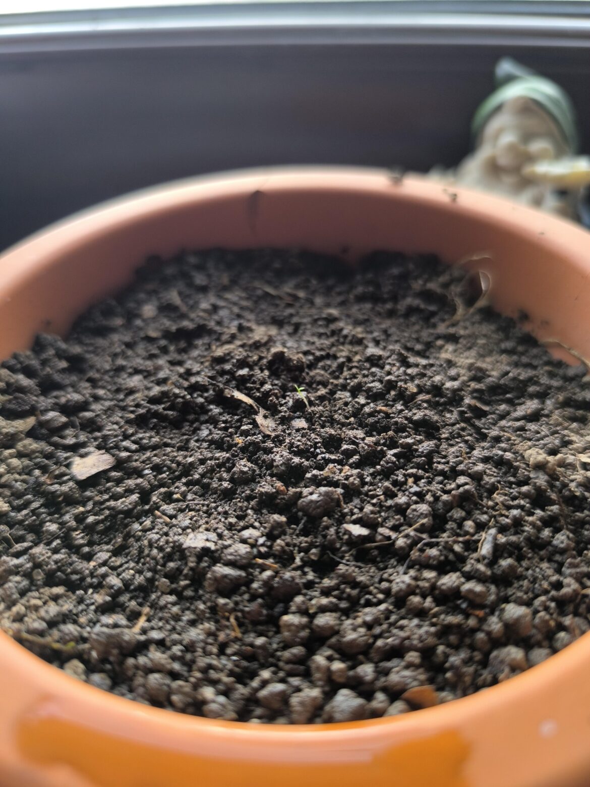 Hello, new to indoor plants, help about watering