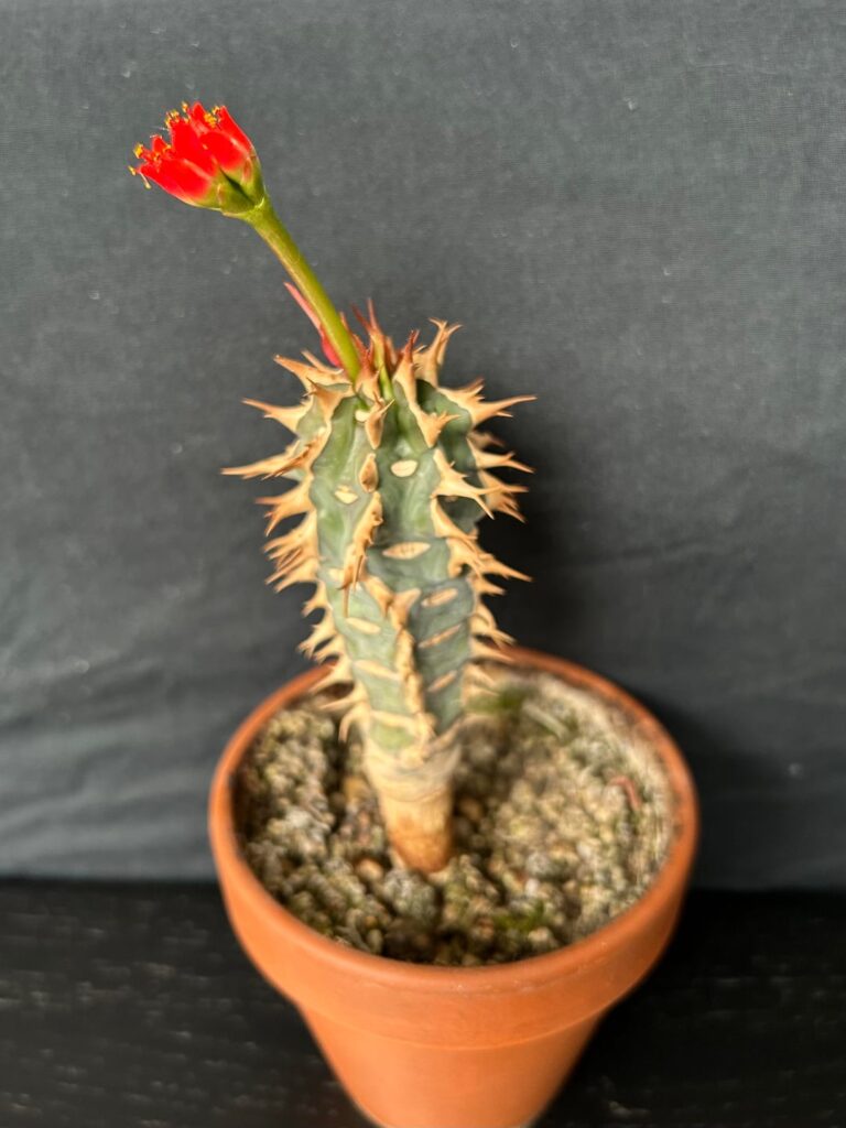 First flower of the season