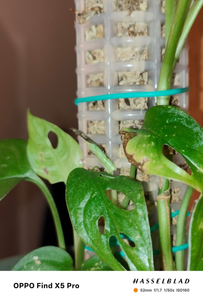 Monstera monkey - new leaves come out but brown