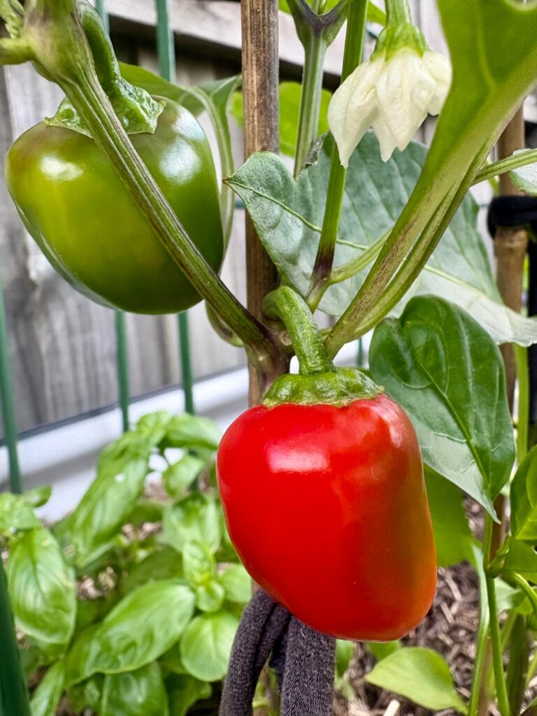Behold my mighty capsicum