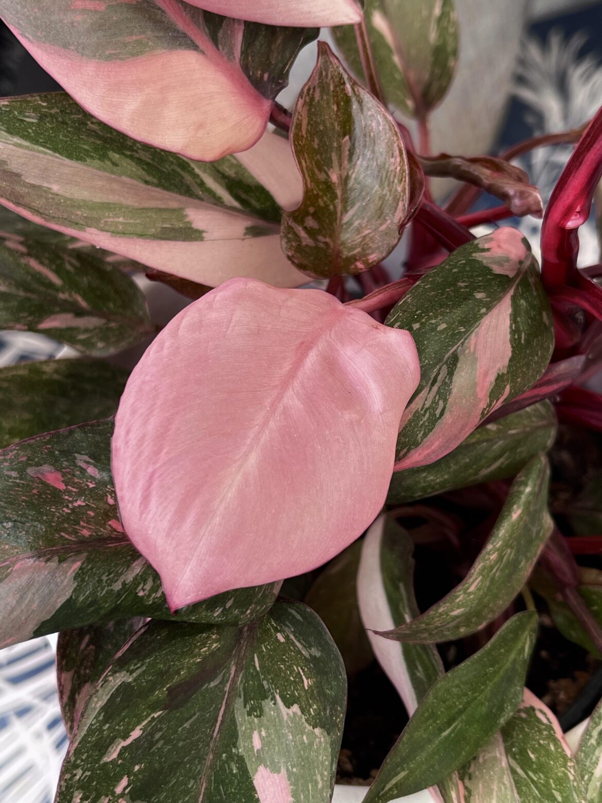 My princess just gave me a full pink leaf 🌸🌿