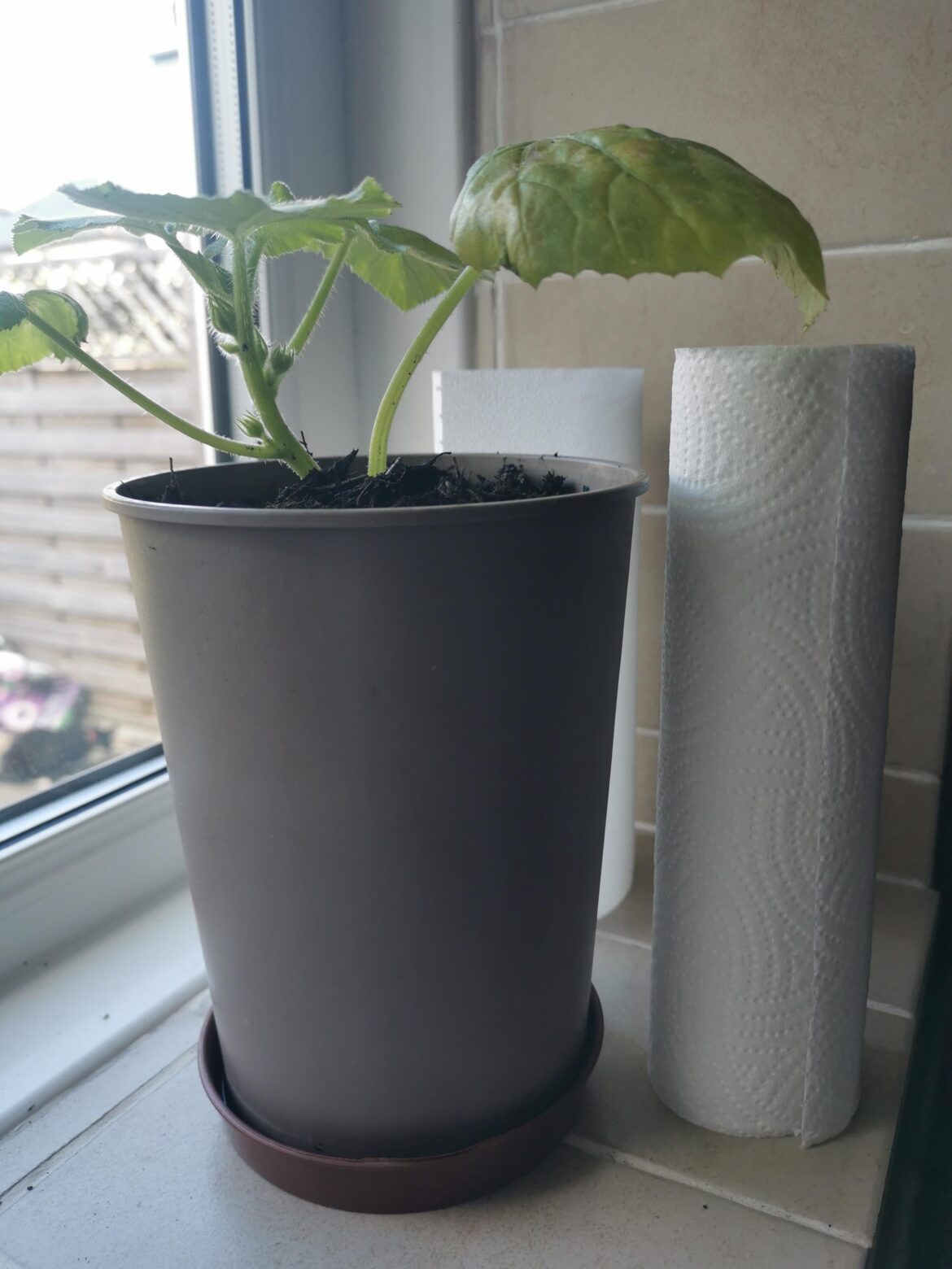 You’re a little short to be growing flowers, aren’t ya? You're a little short to be growing flowers, aren't ya?