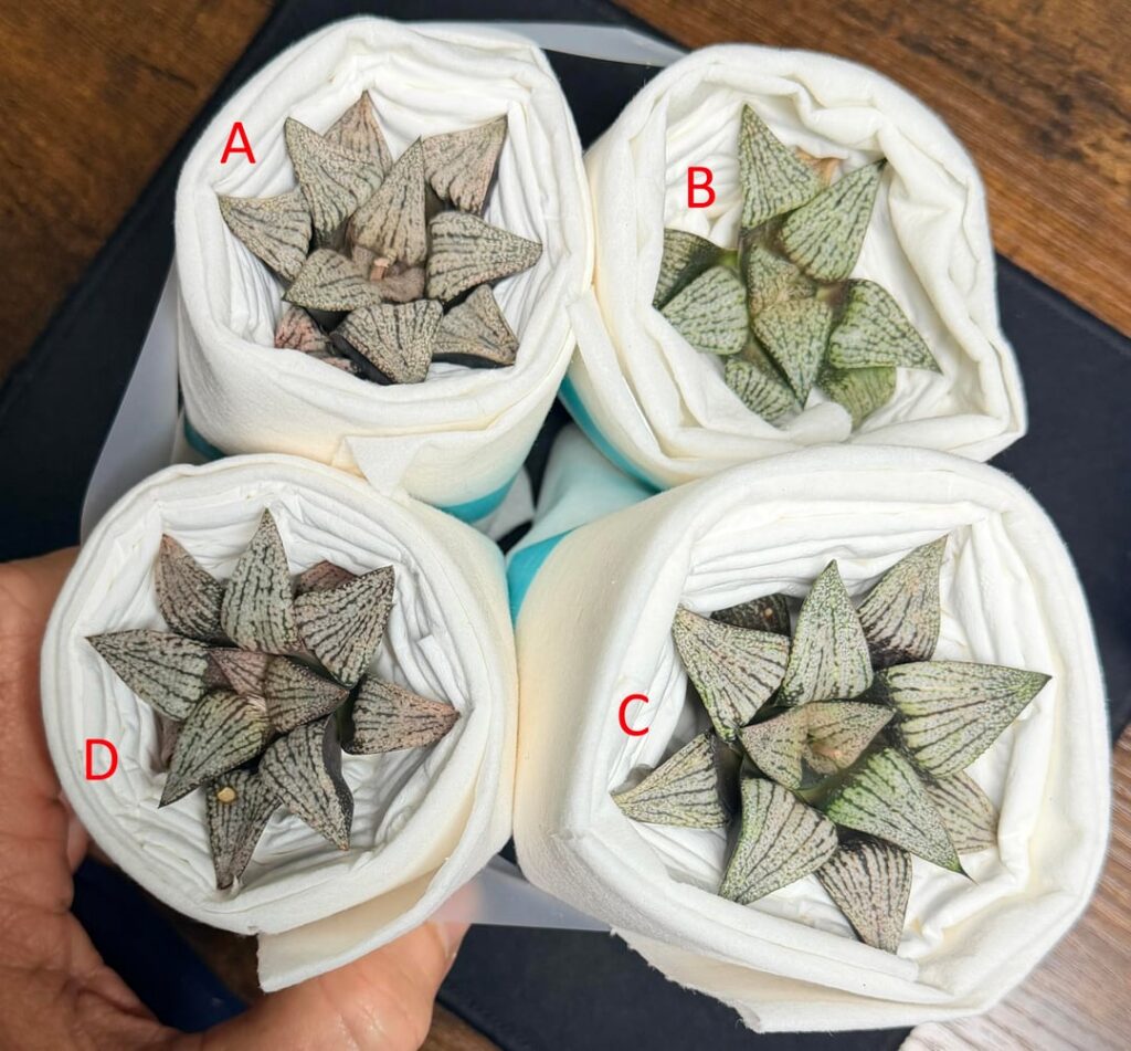 Plants for sale: Picta hybrids from Zong Li Huang of Poetry Taiwan, $40 each, shipping included