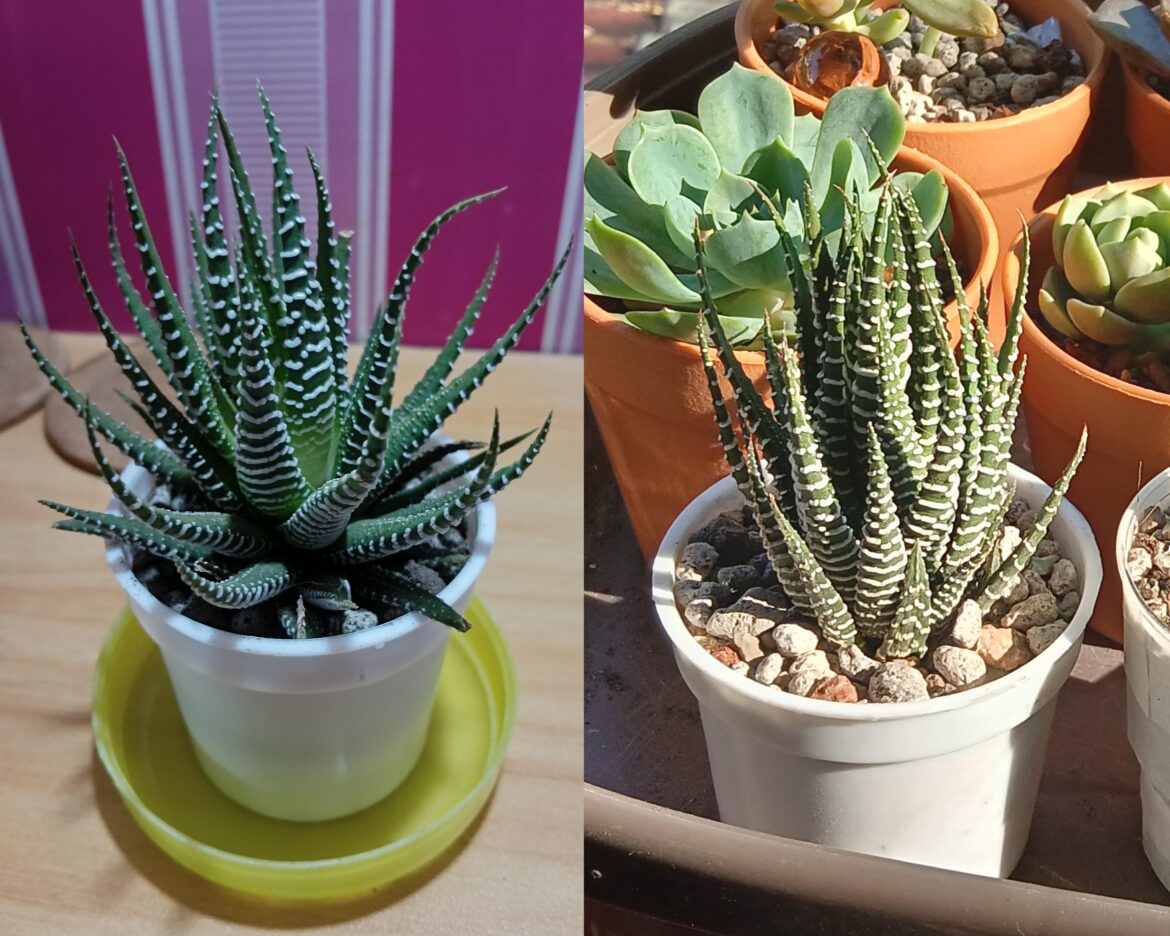 I neglected my Zebra too much 😭
