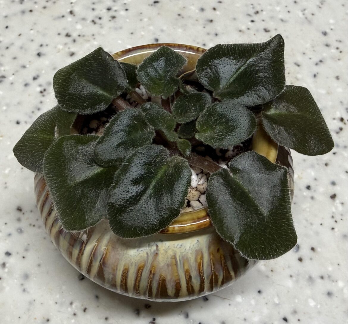 My AV’s leaves are drooping and curling backward My AV's leaves are drooping and curling backward