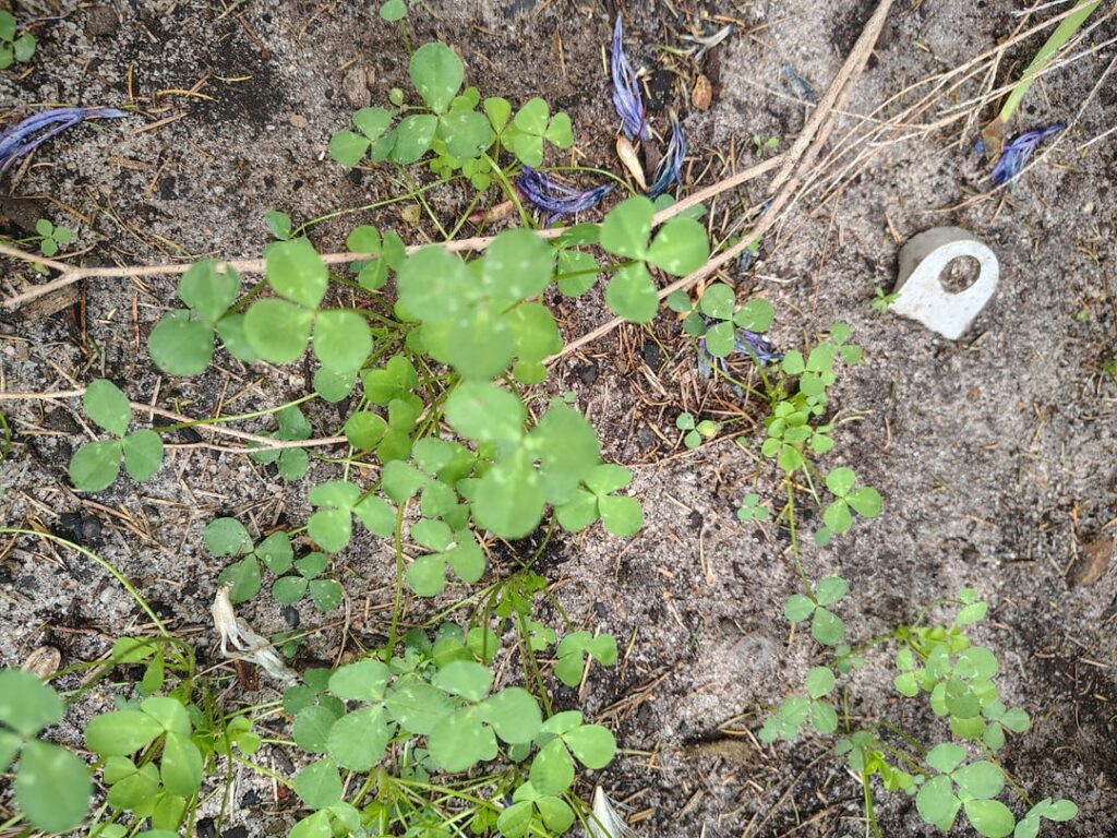 Is this clover or oxalis?