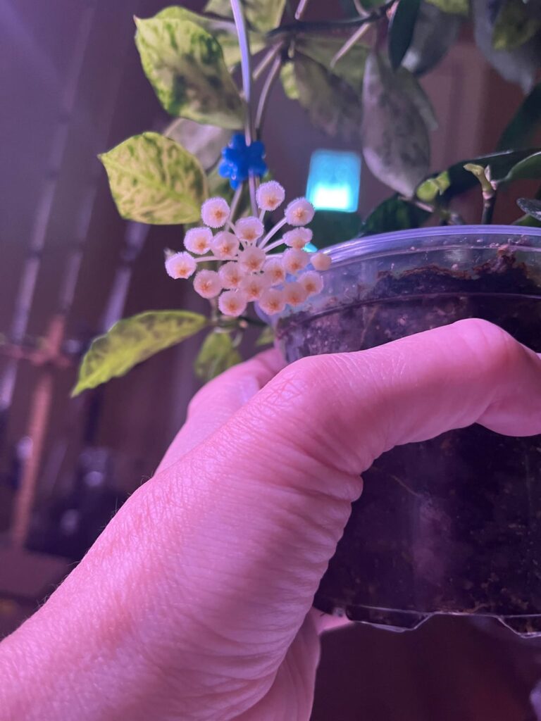 My 1st Hoya blooms!