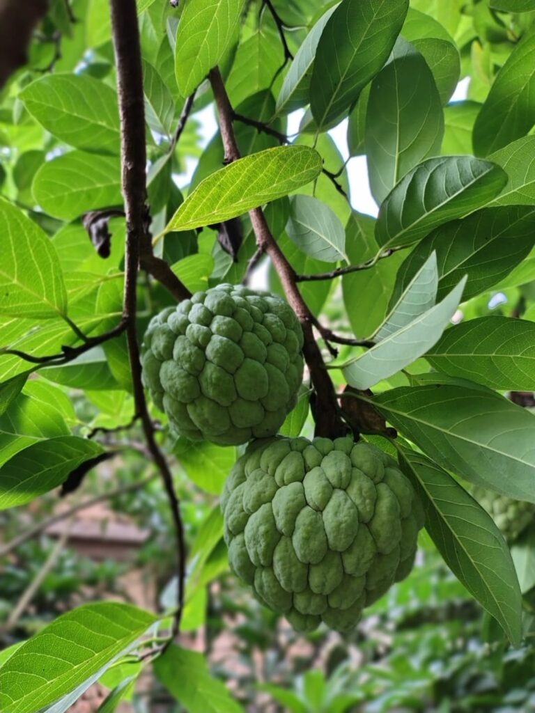 Eat some custard apple😵‍💫
