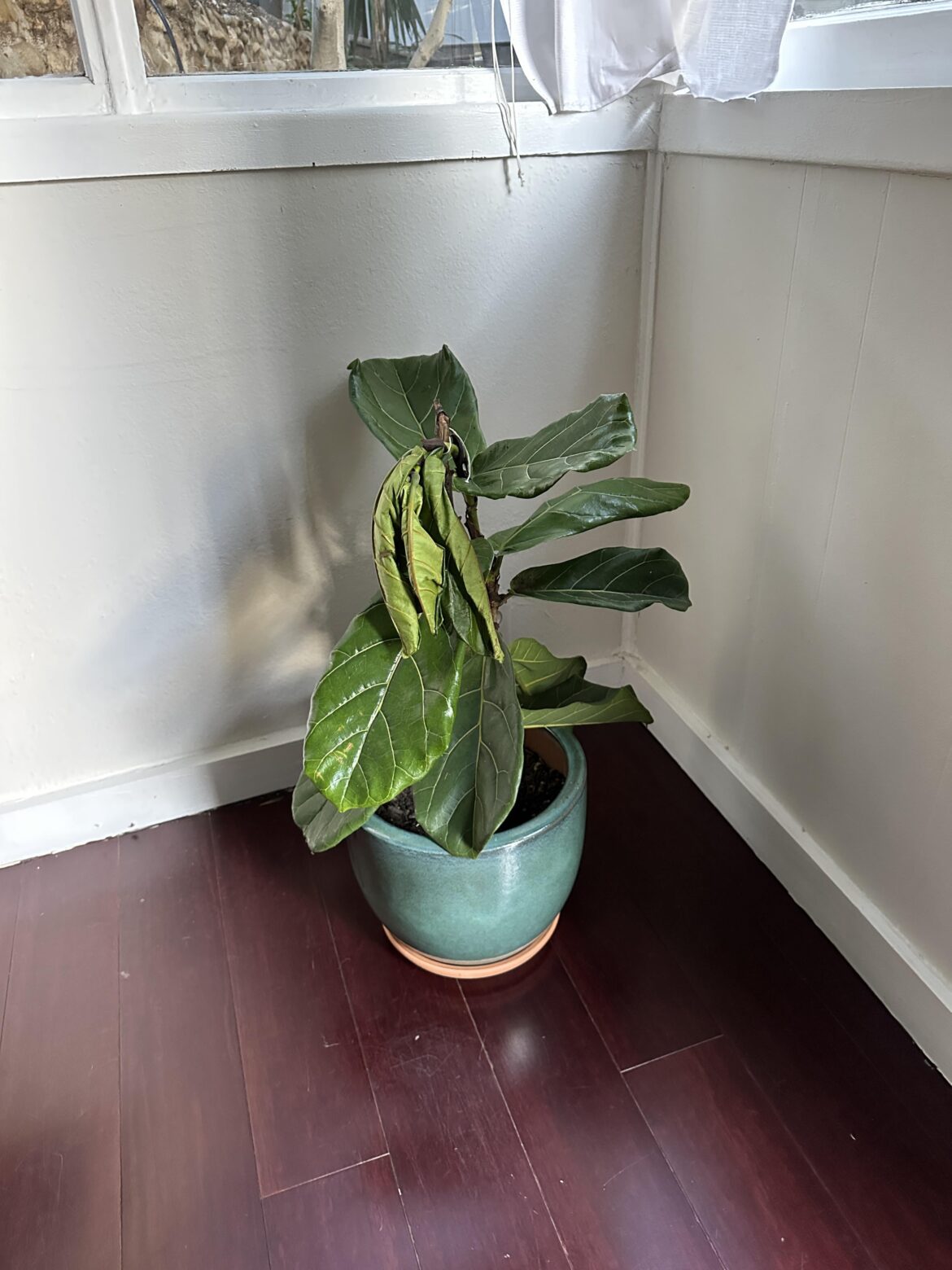 Plant help!