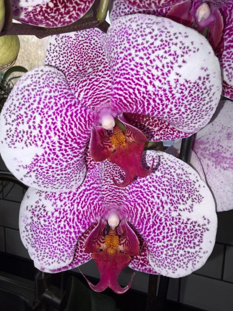 Which type is this?
