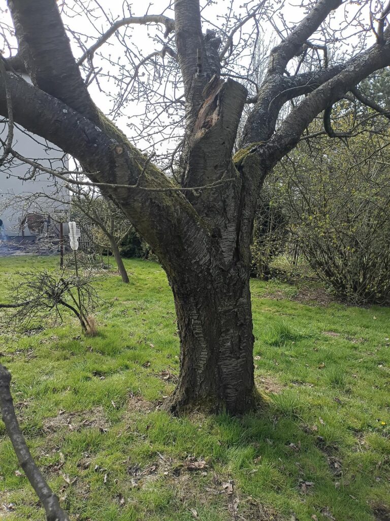 Cherry tree breaking apart