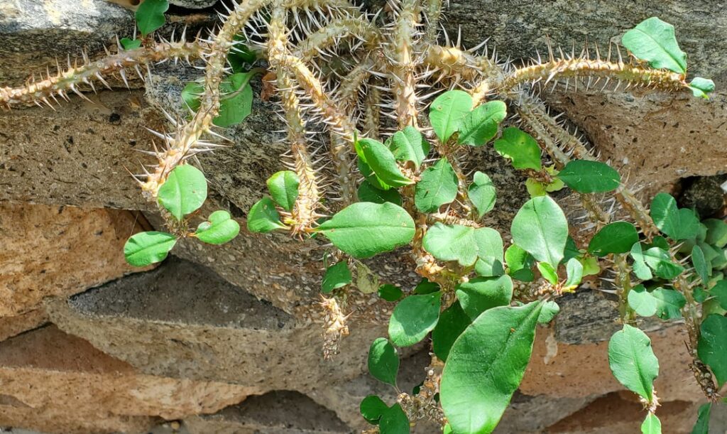 Euphorbia ambohipotsiensis university specimen