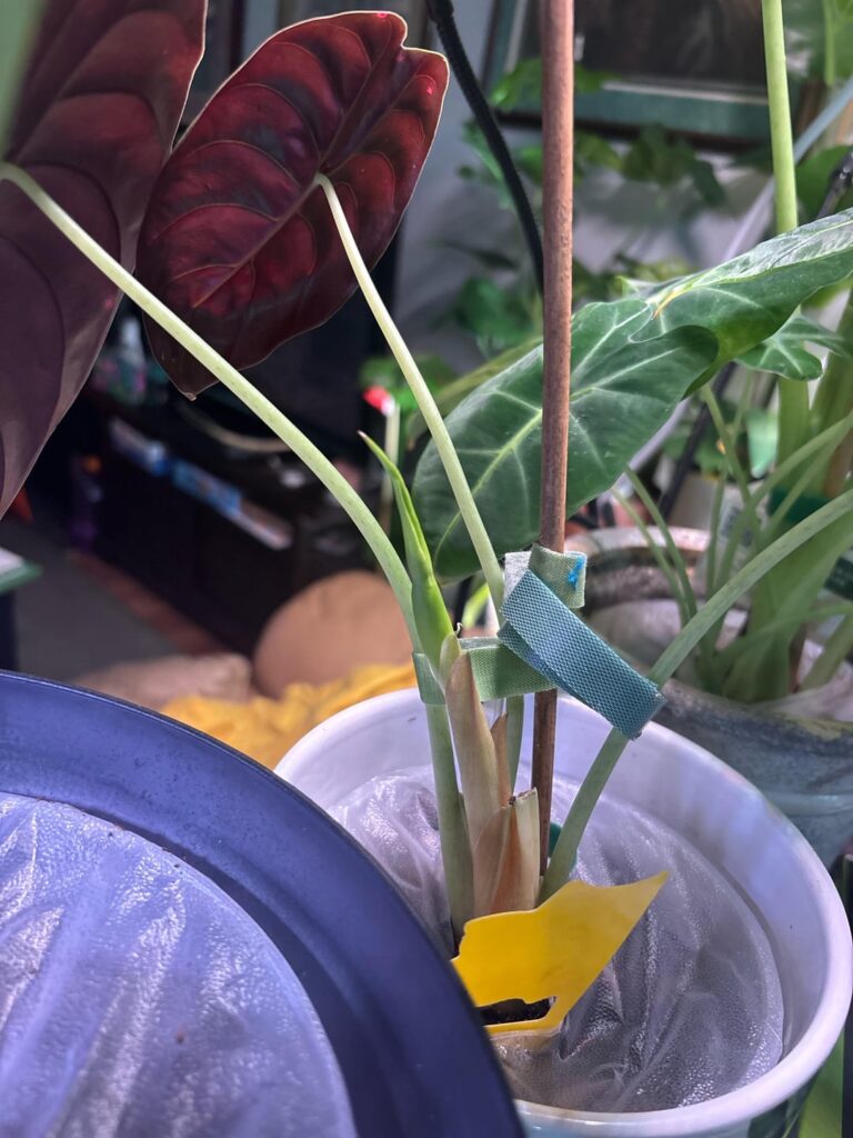 Is this a flower?