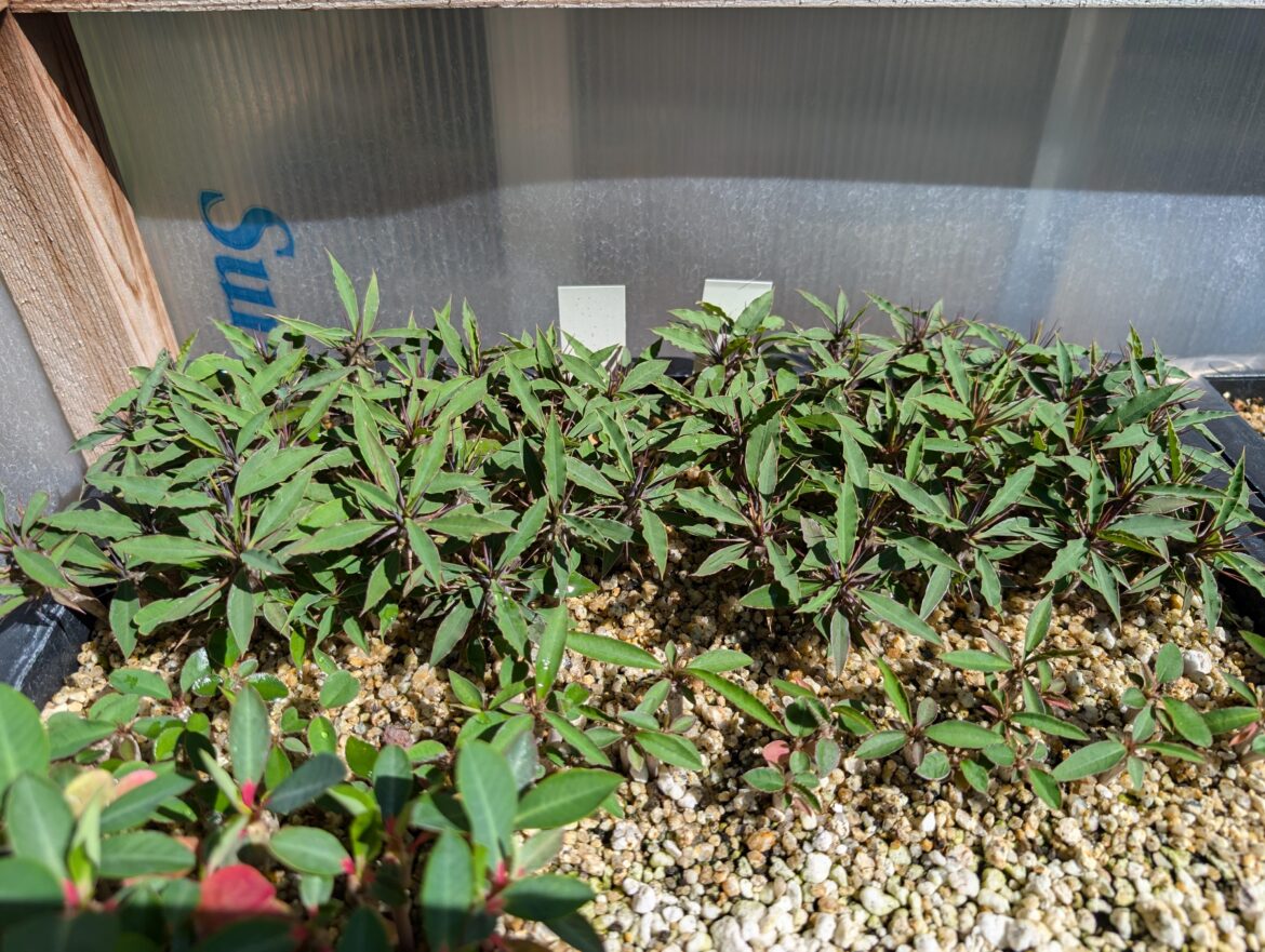 Euphorbia gigantea seedlings