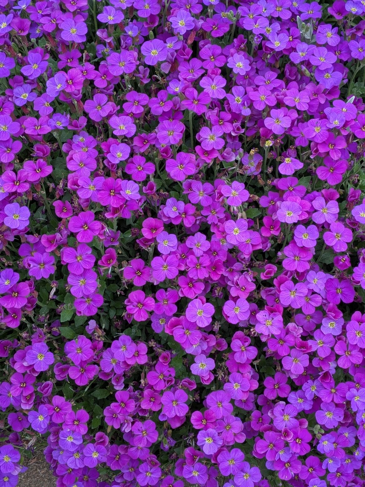 my new favorite flower 💜💜