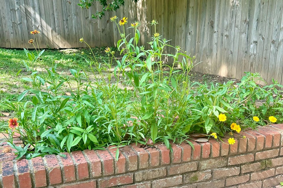 what is chaos gardening