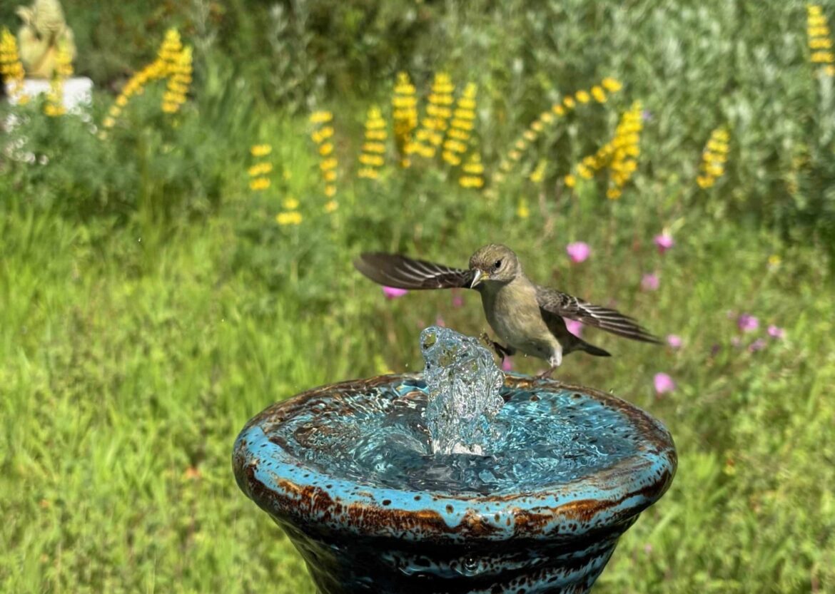 Tour stunning native plant gardens in East Bay backyards Tour stunning native plant gardens in East Bay backyards