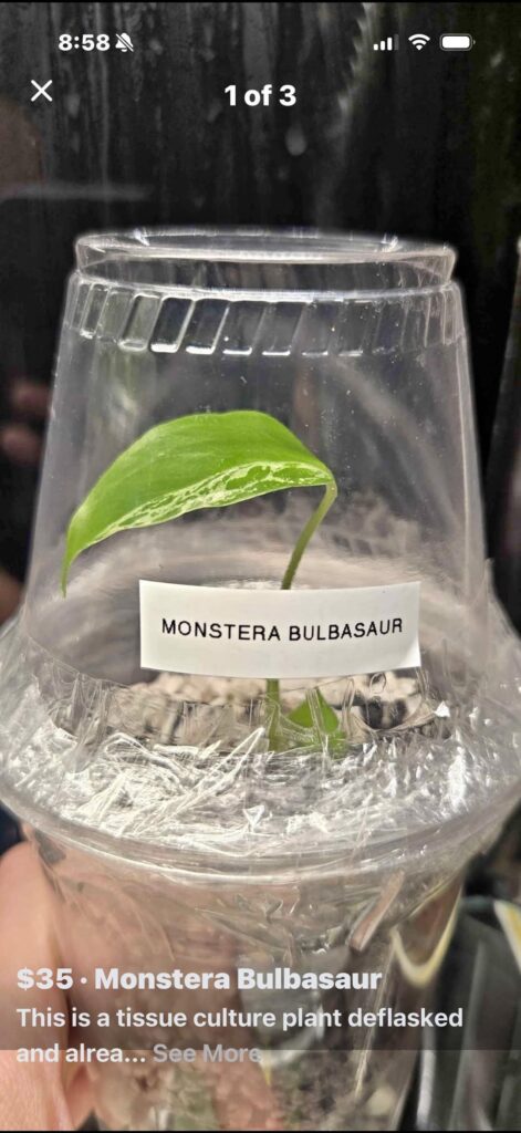 Monstera Bulbasaur