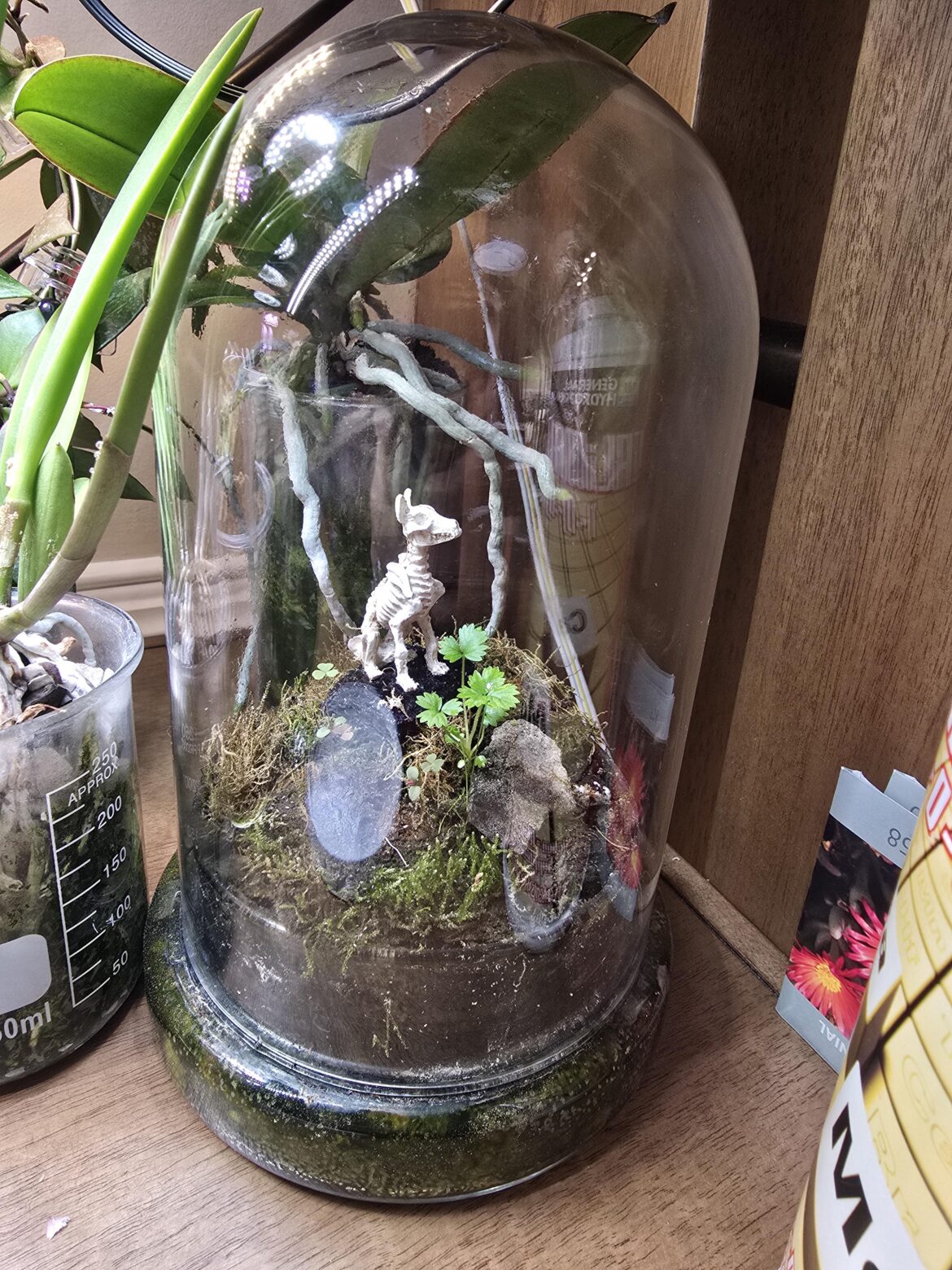 I lost my Lyalli begonia, but it seems a seed germinated. I hope so at least.