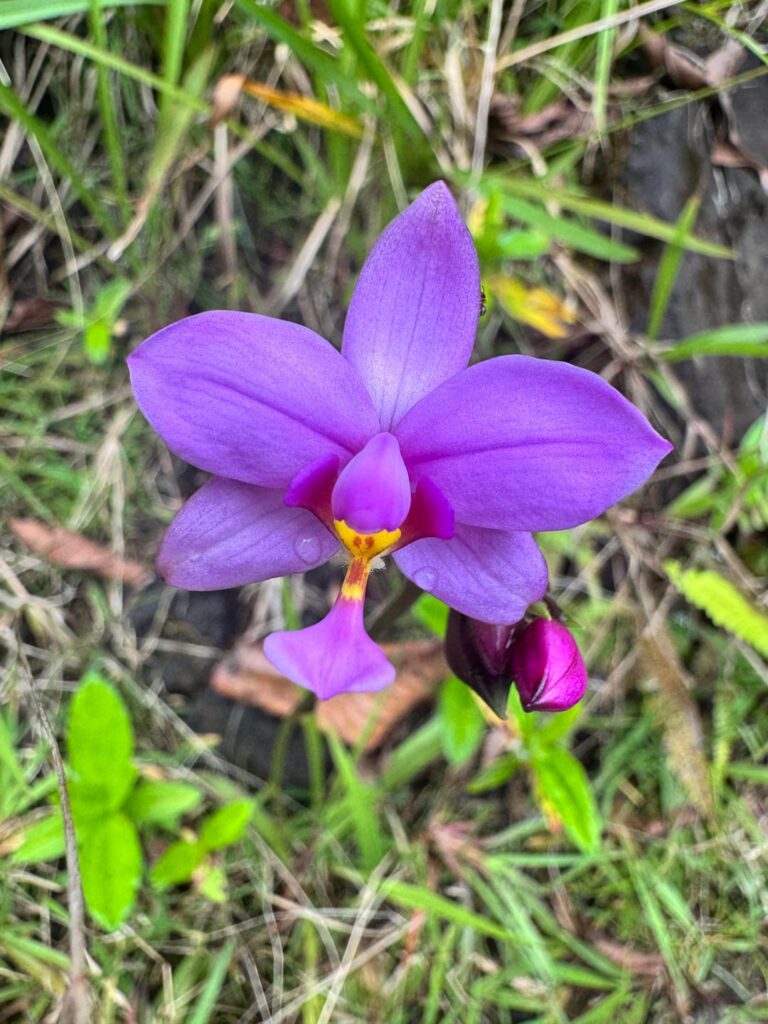 Mauis Spathoglottis Plicata