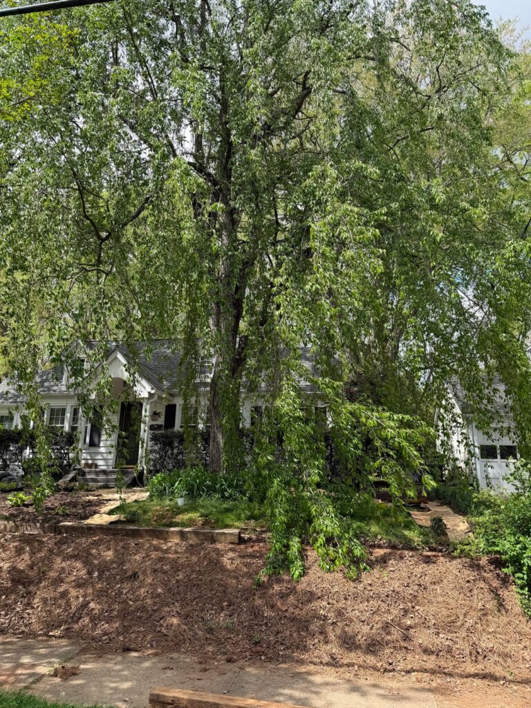 Would you trim any of the branches off my weeping willow (I think) that touch the ground?