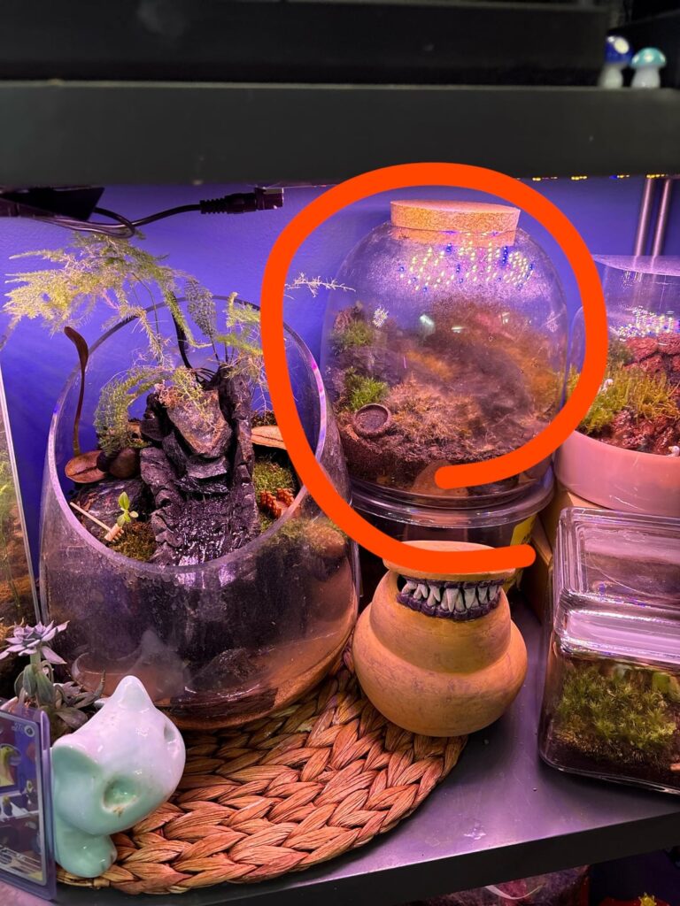 Help Moss keeps dying!