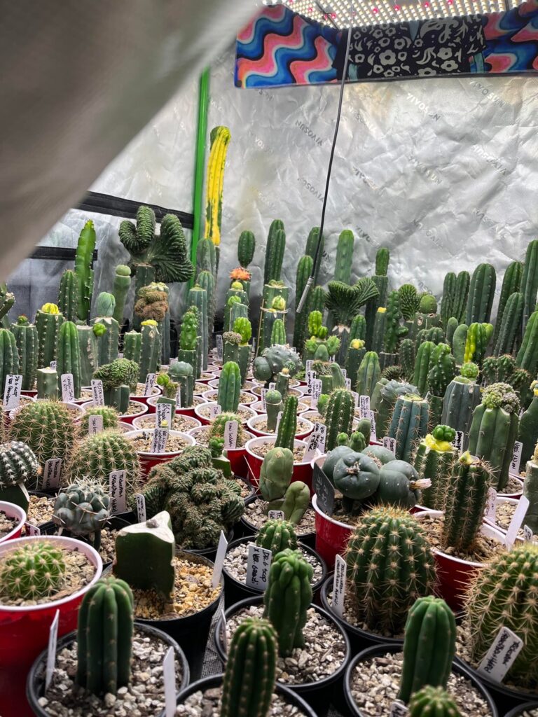 Grafting Operations and Grow Tents. Grafting Operations and Grow Tents.