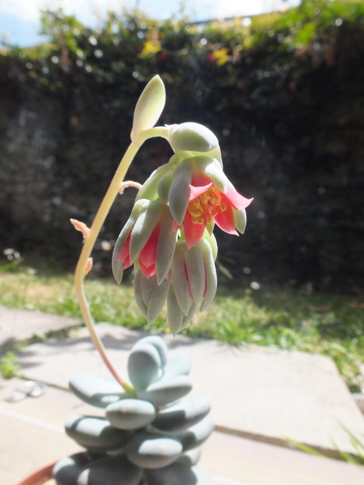 Moonstone (Pachyphytum oviferum) is blooming!