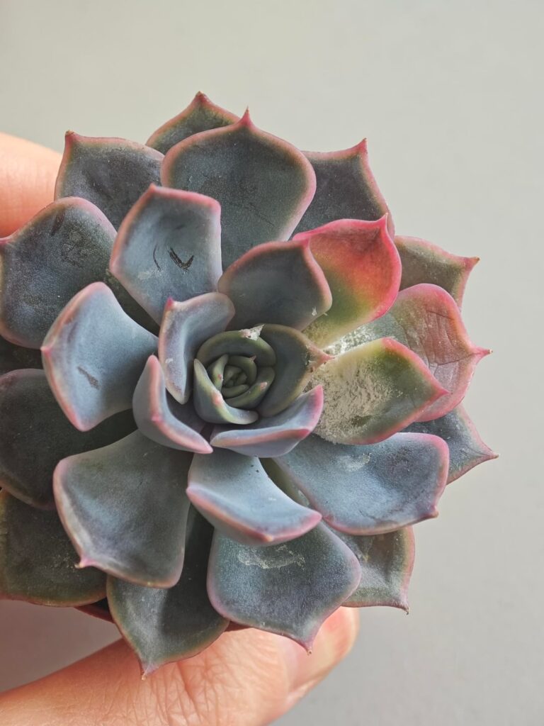 Is this mold???