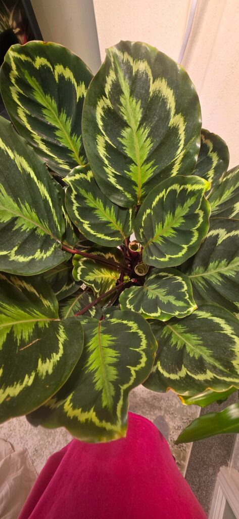 I thought my beautiful Medallion had a stuck leaf! It's a flower!!!!🌷🥰👏🏼