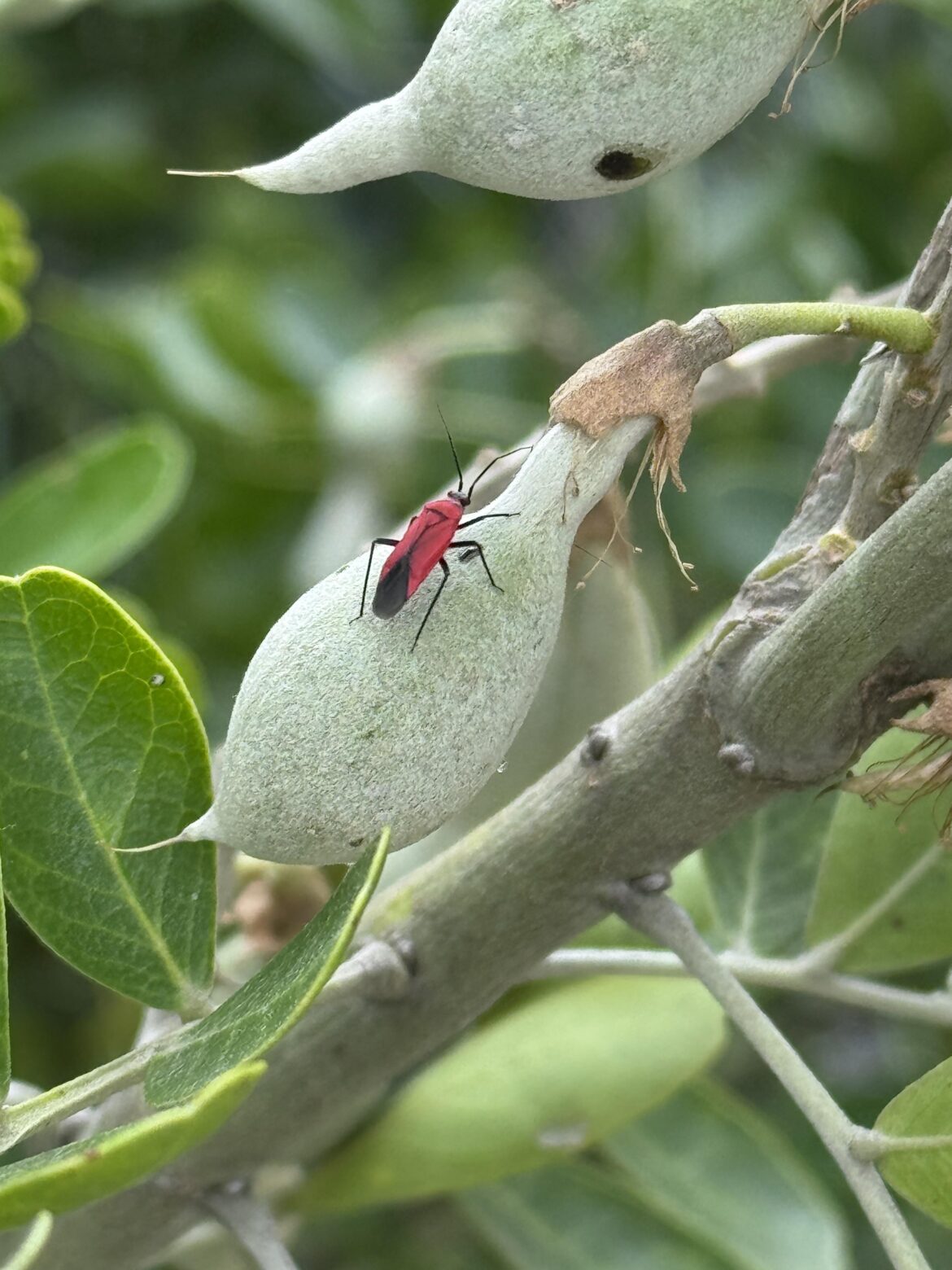 Bugger Identification
